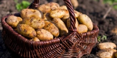 Kako dobiti dobru žetvu krompira